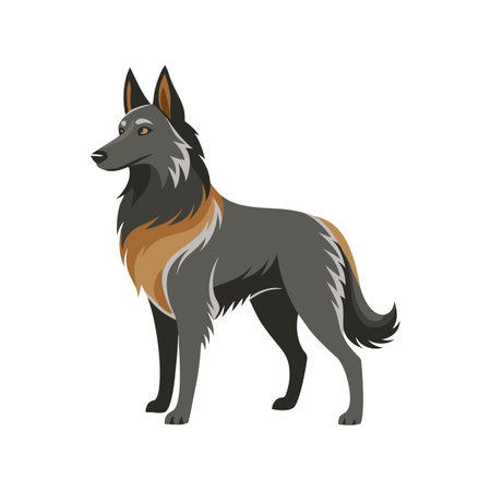 Stylish Belgian Sheepdog Vector Designのイラスト素材