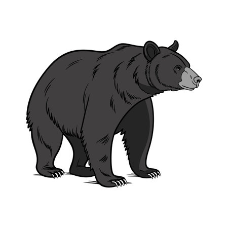 Stylish American Black Bear Illustrationのイラスト素材