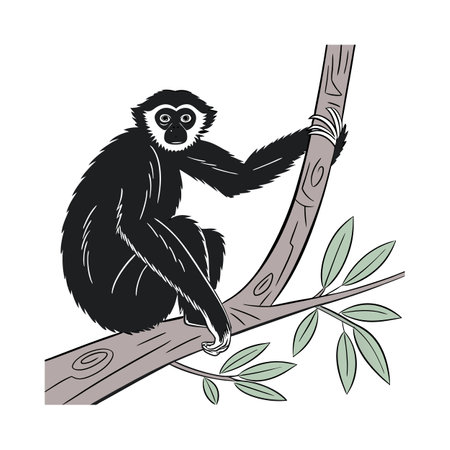 Black Crested Gibbon on White Backgroundのイラスト素材