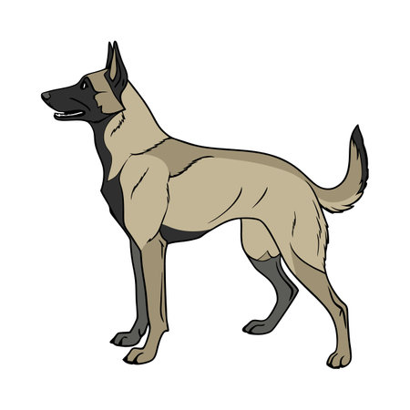 Adorable Belgian Malinois on Whiteのイラスト素材