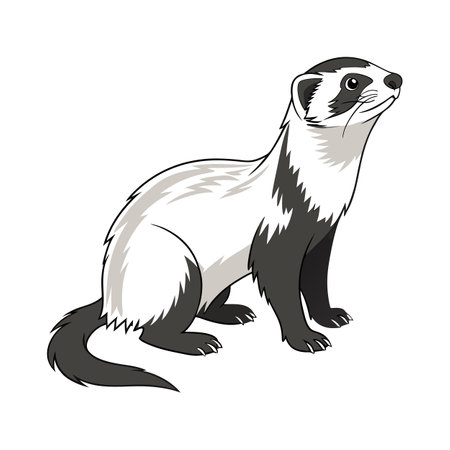 Stylish Black-Footed Ferret Illustrationのイラスト素材