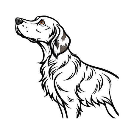 Charming English Setter on White Backgroundのイラスト素材