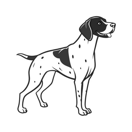 Elegant German Shorthaired Pointer Displayed Against Whiteのイラスト素材