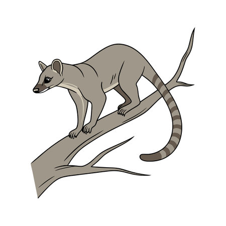Curious Fossa on a White Backgroundのイラスト素材