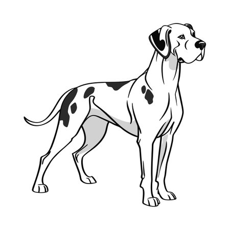 Charming Great Dane Captured on White Surfaceのイラスト素材