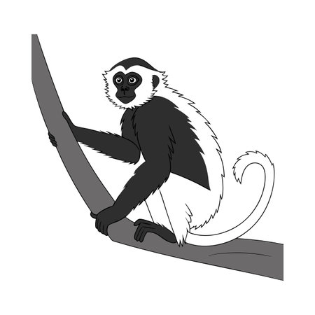 White-Cheeked Gibbon on White