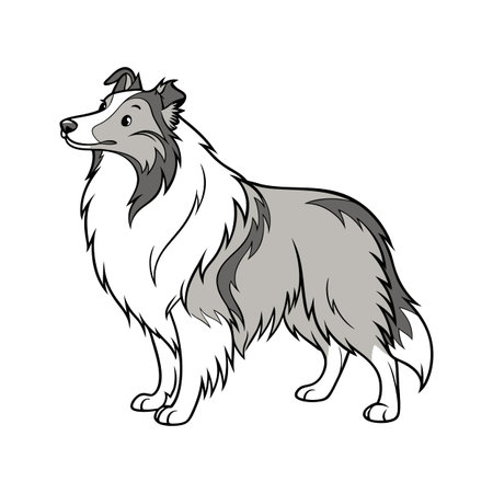 Shetland Sheepdog on White Backgroundのイラスト素材