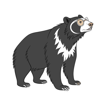 Spectacled Bear Close-Upのイラスト素材