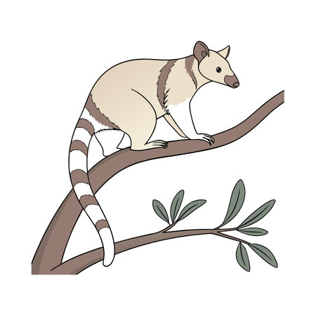 Tree Kangaroo on White Backgroundのイラスト素材