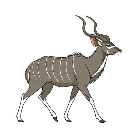 Lesser Kudu Animal Illustrationのイラスト素材