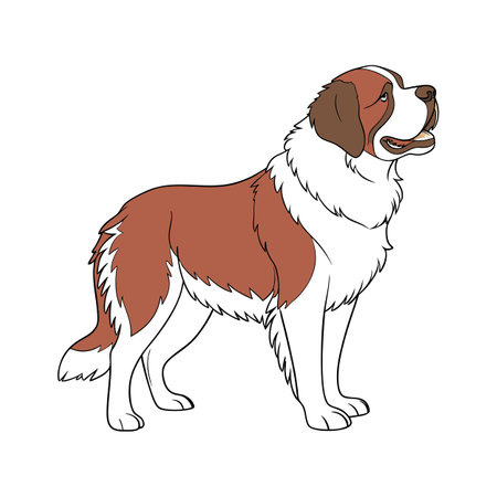St. Bernard Dog on White Backgroundのイラスト素材