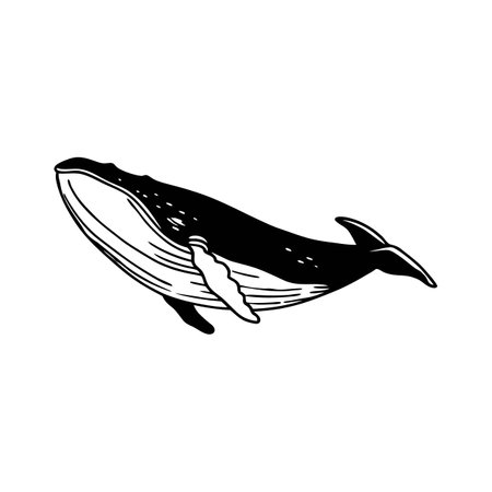 Elegant Blue Whale Swimming Gracefullyのイラスト素材