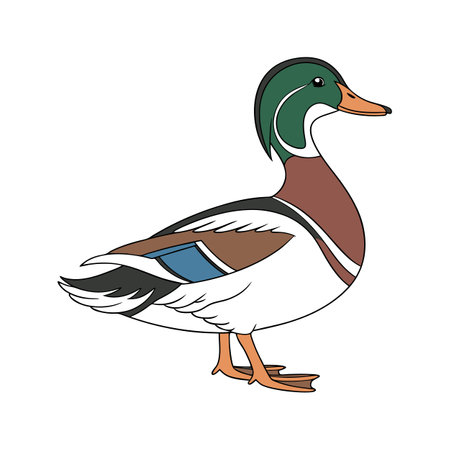 Charming Call Duck Realistic Color Illustration with Outlineのイラスト素材