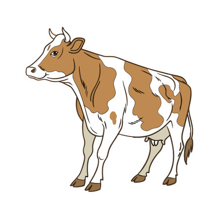 Charming Jersey Cow Realistic Color Illustration with Outlineのイラスト素材