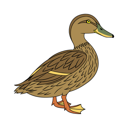 Stunning Khaki Campbell Duck Realistic Color Illustrationのイラスト素材
