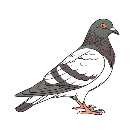 Dynamic Pigeon Realistic Color Illustration with Outlineのイラスト素材