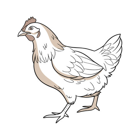 Dynamic Orpington Chicken Realistic Color Illustrationのイラスト素材