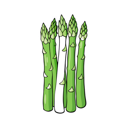 White Asparagus Perfect For Culinary Dishesのイラスト素材