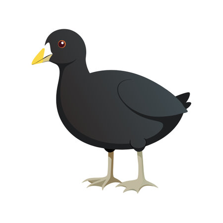 Elegant Eurasian Coot Vector Artworkのイラスト素材