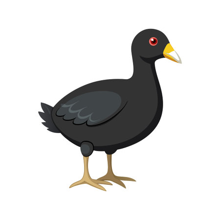 Elegant Coot Bird Graphicのイラスト素材