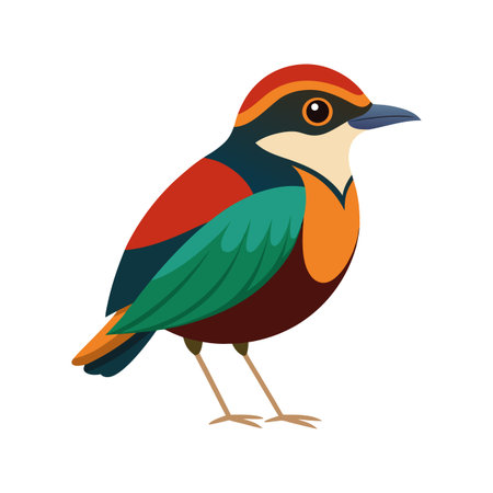 Unique Artwork of Hooded Pitta Birdのイラスト素材