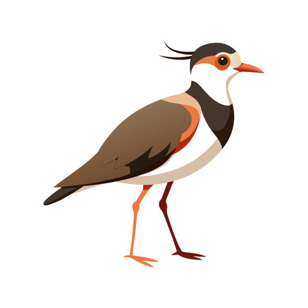 Majestic Lapwing Bird Vector Artworkのイラスト素材