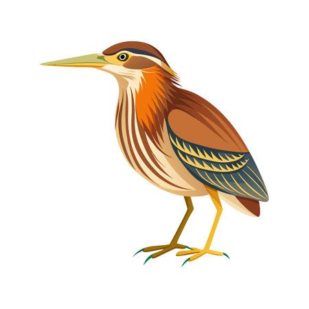 Unique Least Bittern Bird Artworkのイラスト素材