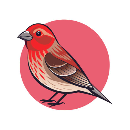 Charming House Finch Vector Artworkのイラスト素材