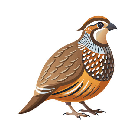 Elegant Northern Bobwhite Designのイラスト素材