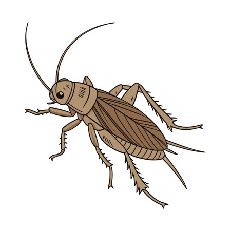 Realistic Acheta Domesticus Insect Designのイラスト素材