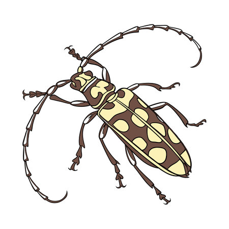 Stylish Anoplophora Glabripennis Beetle Illustrationのイラスト素材