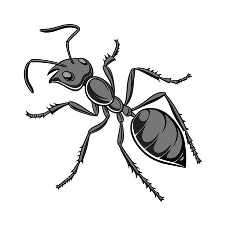 Stylish Atta Cephalotes Ant Graphic on Whiteのイラスト素材