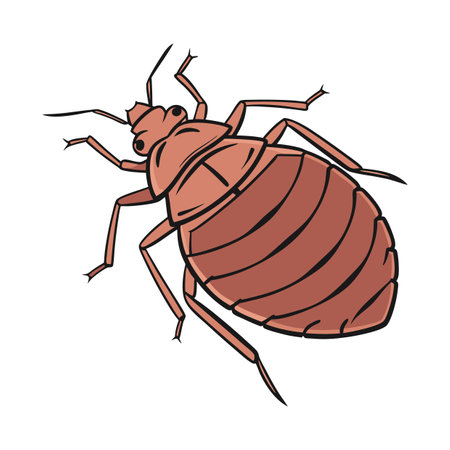 Beautiful Bedbug Insect Design on Whiteのイラスト素材