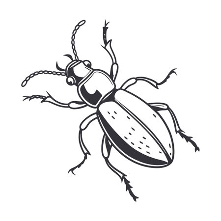 Creative Aretaon Asperrimus Insect Illustrationのイラスト素材