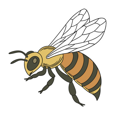 Beautiful Centris Pallida Illustration on Whiteのイラスト素材