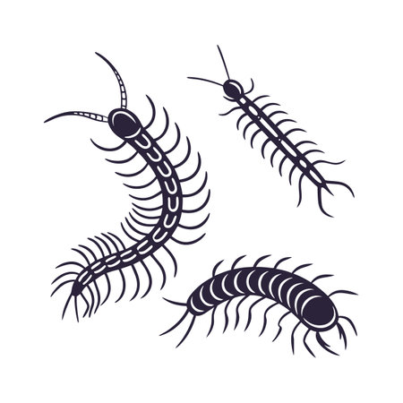 Creative Centipedes Graphic on Whiteのイラスト素材