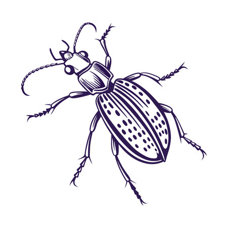 Creative Carabus Violaceus Graphicのイラスト素材