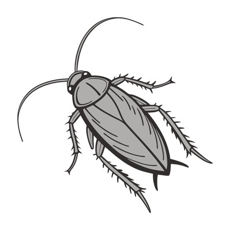 Beautiful Cockroach Illustration on Whiteのイラスト素材