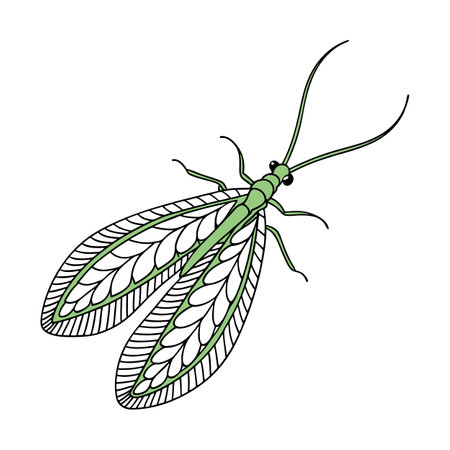 Stylish Chrysoperla Lacewing Illustrationのイラスト素材