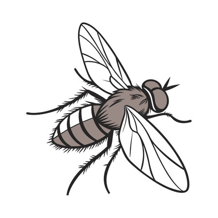 Stylish Bombylius Major Illustration on Whiteのイラスト素材