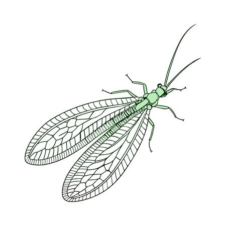 Stylish Chrysopa Perla Lacewing Illustrationのイラスト素材