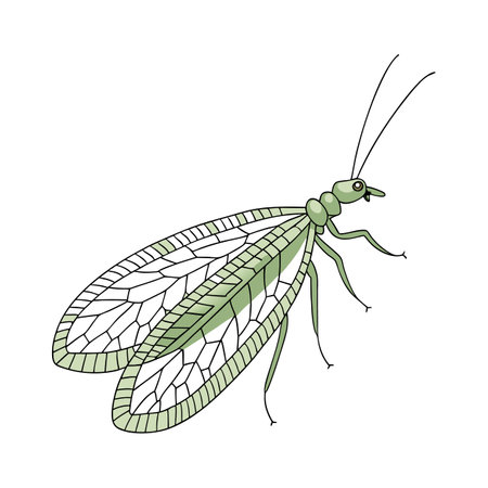 Creative Chrysopa Perla Graphicのイラスト素材