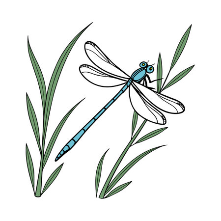 Coenagrion Puella Damselfly Design on Whiteのイラスト素材