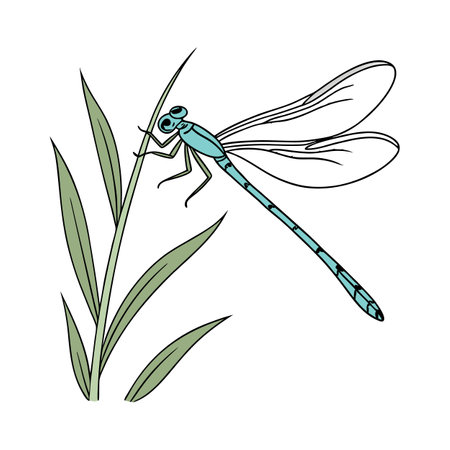 Stylish Coenagrion Puella Illustrationのイラスト素材