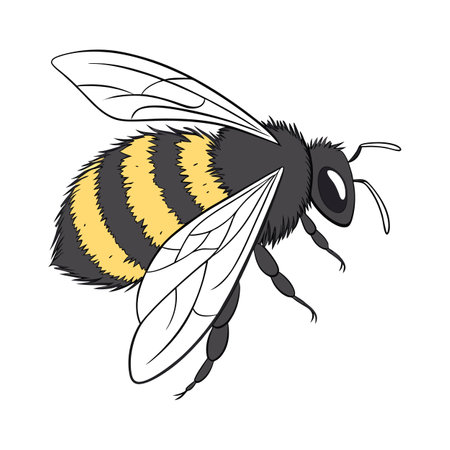Creative Bombus Terrestris Graphic on Whiteのイラスト素材
