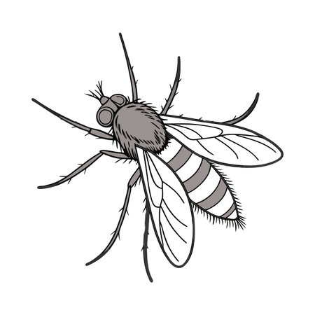 Creative Bombylius Major Graphic on Whiteのイラスト素材