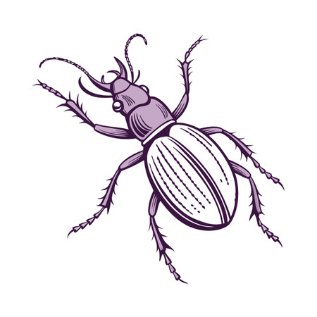 Beautiful Carabus Violaceus Design on Whiteのイラスト素材