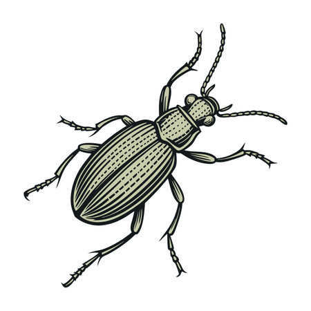 Creative Carabus Nemoralis Graphicのイラスト素材