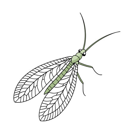 Beautiful Chrysoperla Designのイラスト素材