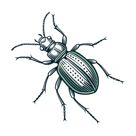 Stylish Carabus Nemoralis Illustrationのイラスト素材